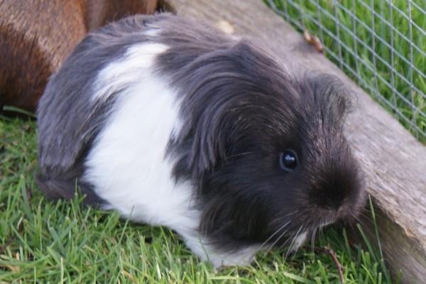 Marsvin Bamiras TÖRNROSA billede 22