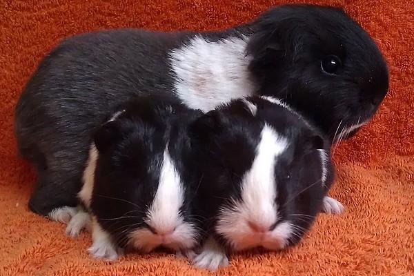 Marsvin Bamiras TÖRNROSA billede 23