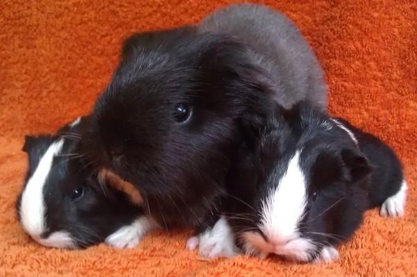 Marsvin Bamiras TÖRNROSA billede 26