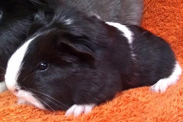 Marsvin Bamiras TÖRNROSA billede 27