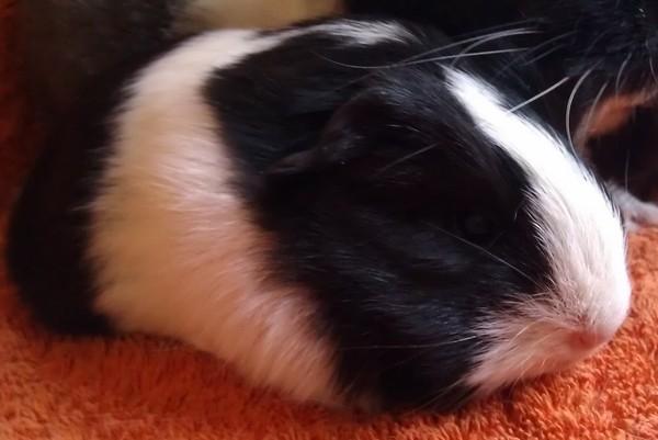 Marsvin Bamiras TÖRNROSA billede 28