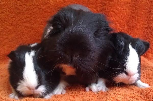 Marsvin Bamiras TÖRNROSA billede 25