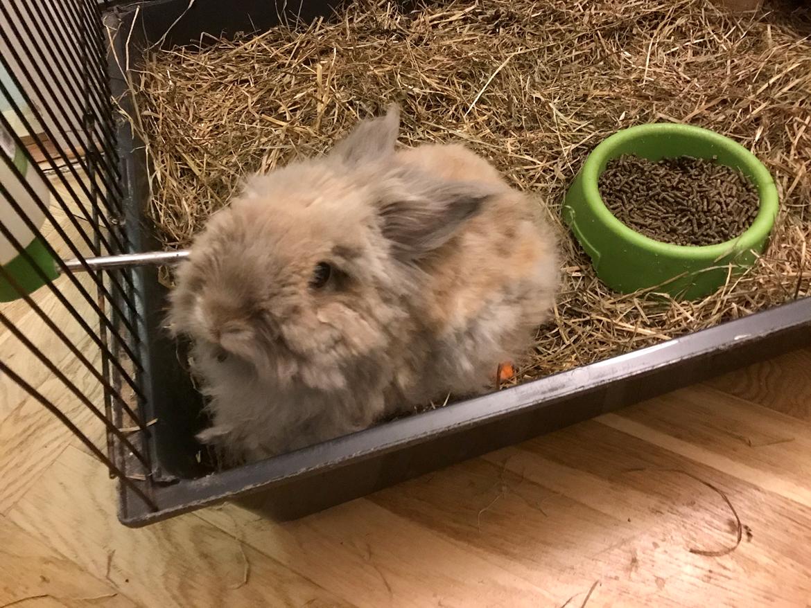 Kanin Pjuske R.I.P 3/6-2019 - 6 et halvt år gammel billede 22