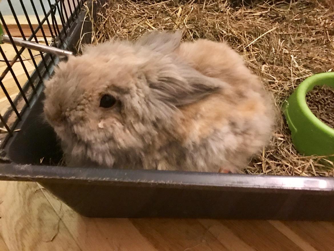 Kanin Pjuske R.I.P 3/6-2019 - 6 et halvt år gammel  billede 24