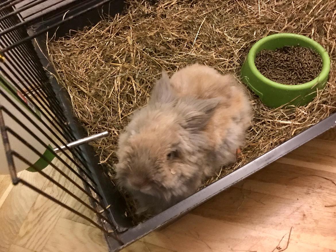 Kanin Pjuske R.I.P 3/6-2019 - 6 et halvt år gammel billede 23