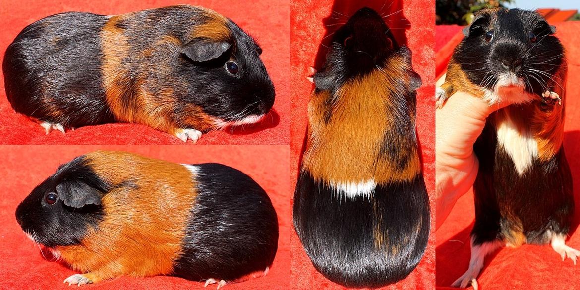 Marsvin Solstråles JESSICA billede 1