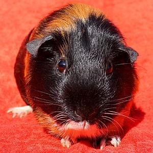 Marsvin Solstråles JESSICA billede 2