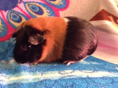 Marsvin Solstråles JESSICA billede 3