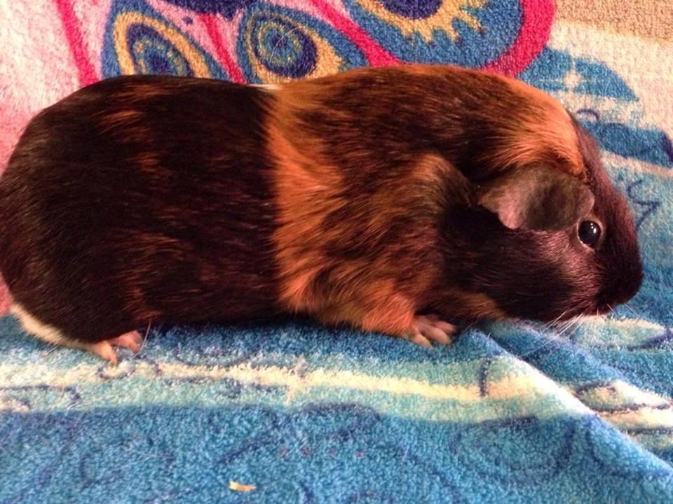 Marsvin Solstråles JESSICA billede 5