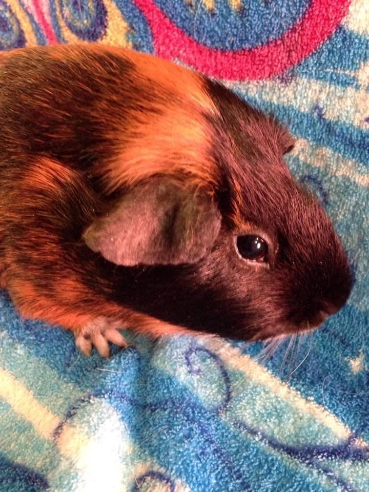 Marsvin Solstråles JESSICA billede 4