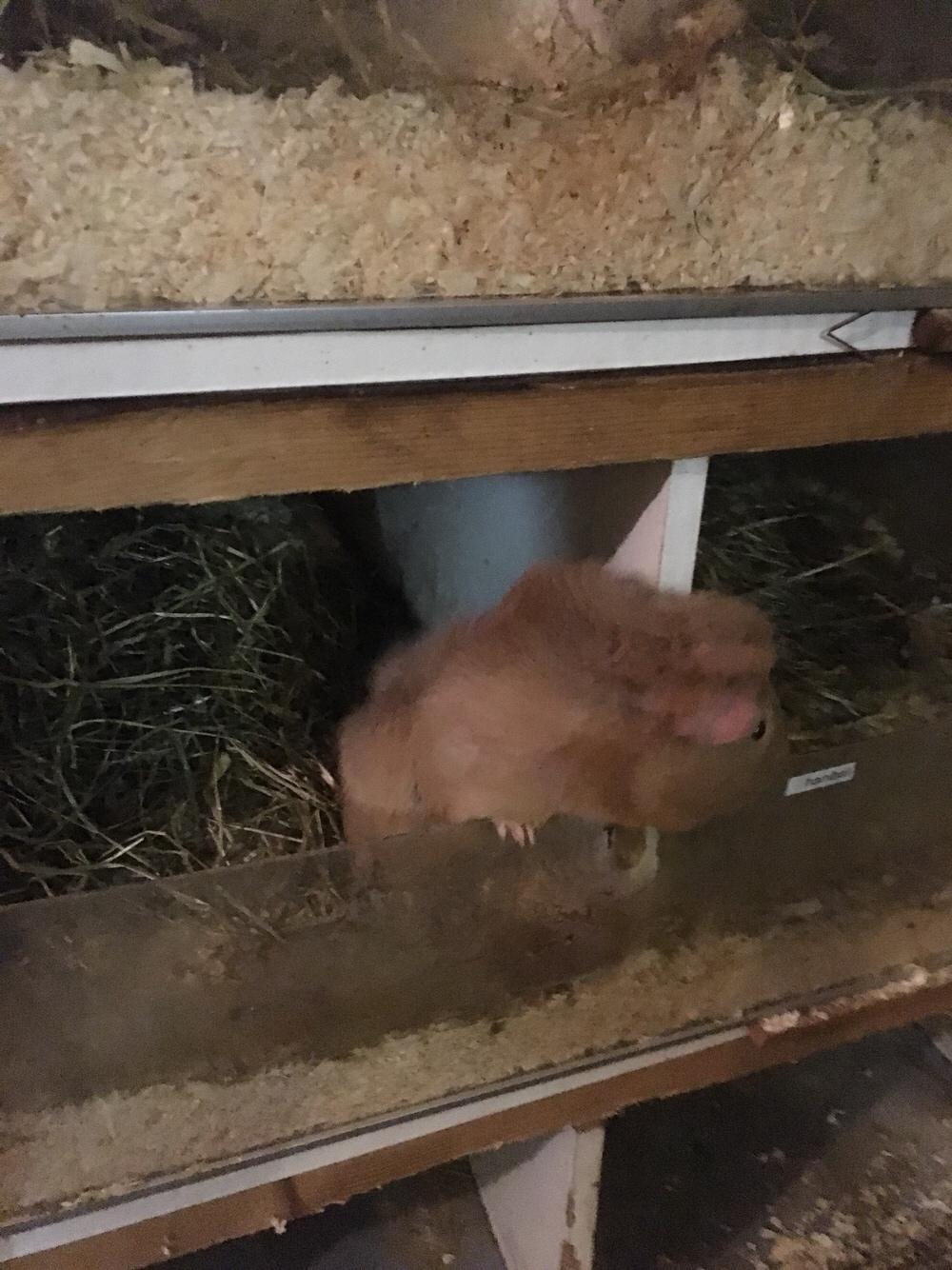 Marsvin Solstråle,s Felix billede 23