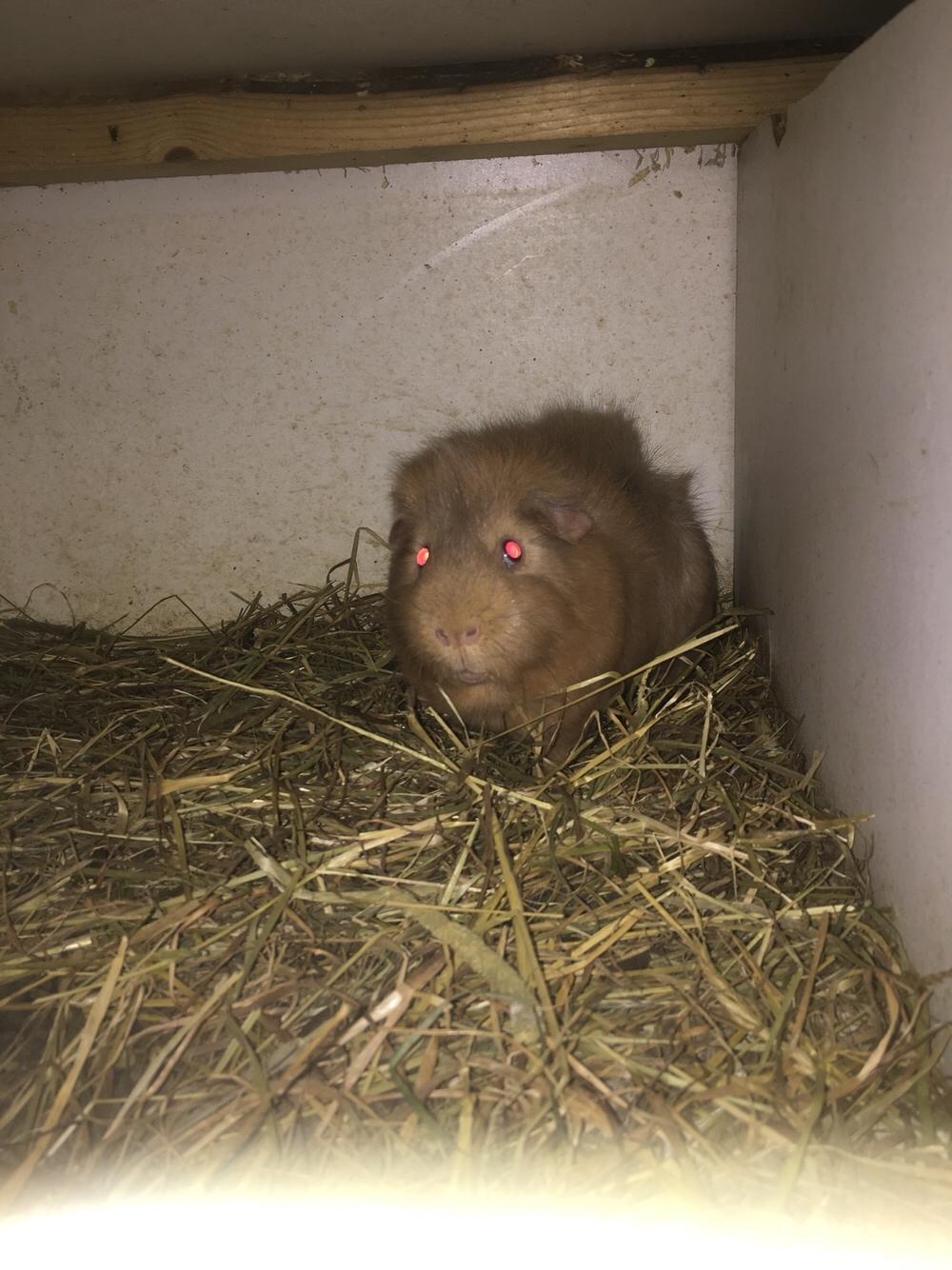 Marsvin Solstråle,s Felix billede 25