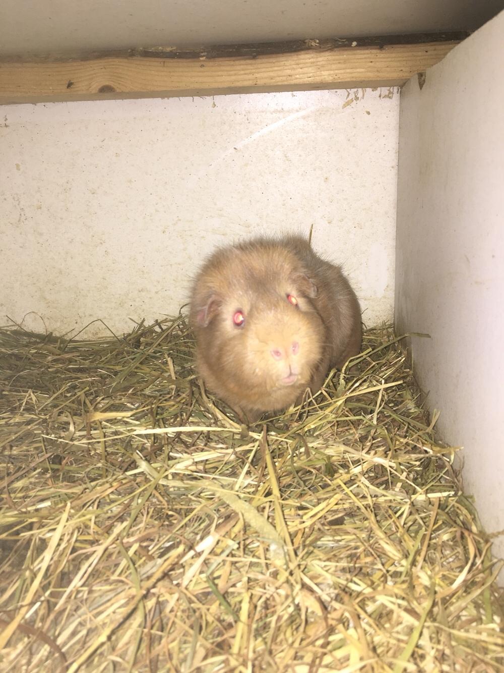 Marsvin Solstråle,s Felix billede 26