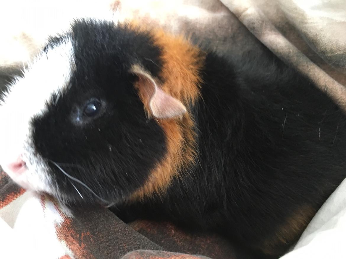 Marsvin Koreskas cowboy ( Rex) billede 20