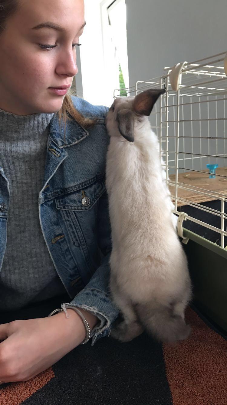 Kanin Joker billede 6