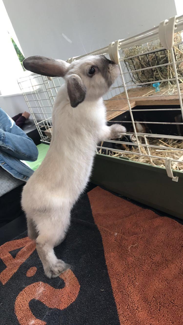 Kanin Joker billede 7