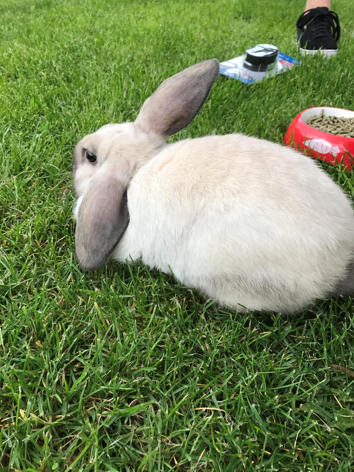 Kanin Joker billede 9