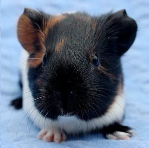 Marsvin Koreskas HERCULES billede 2