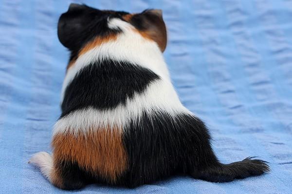 Marsvin Koreskas HERCULES billede 4