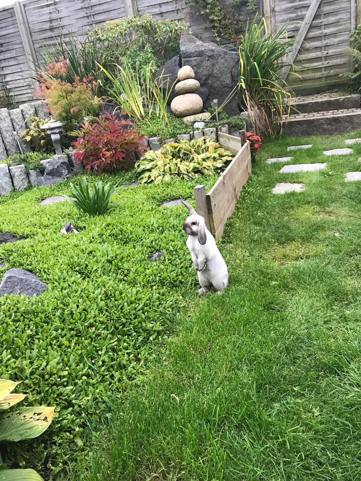 Kanin Joker billede 1