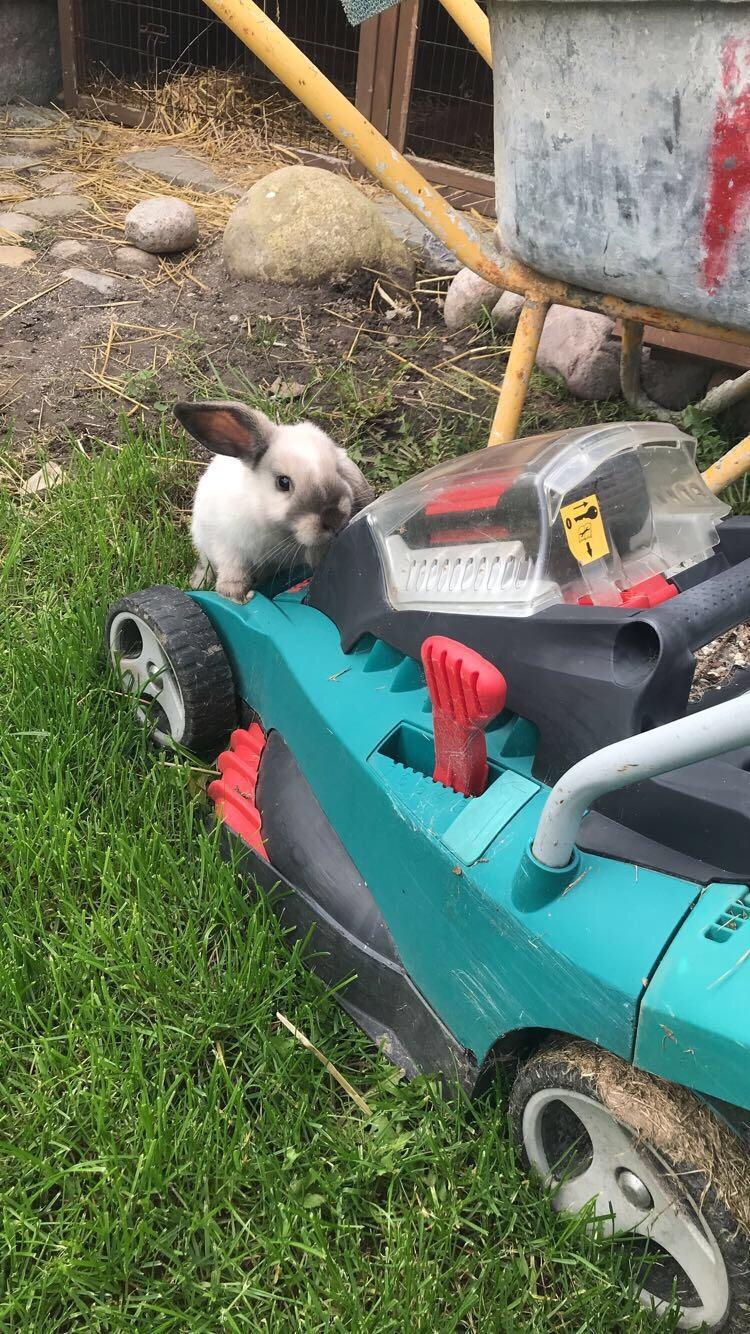 Kanin Joker billede 2