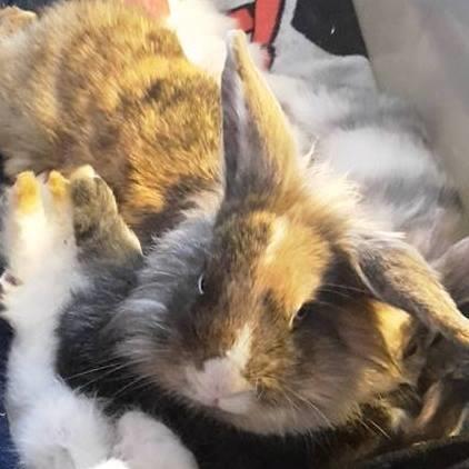 Kanin Nuller billede 7