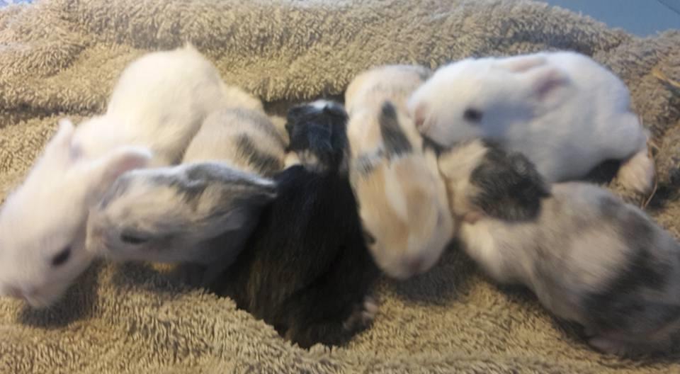 Kanin Nuller billede 9