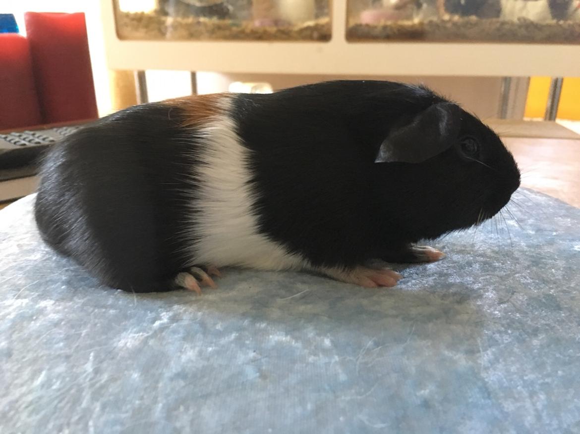 Marsvin Koreskas Ingolf billede 1