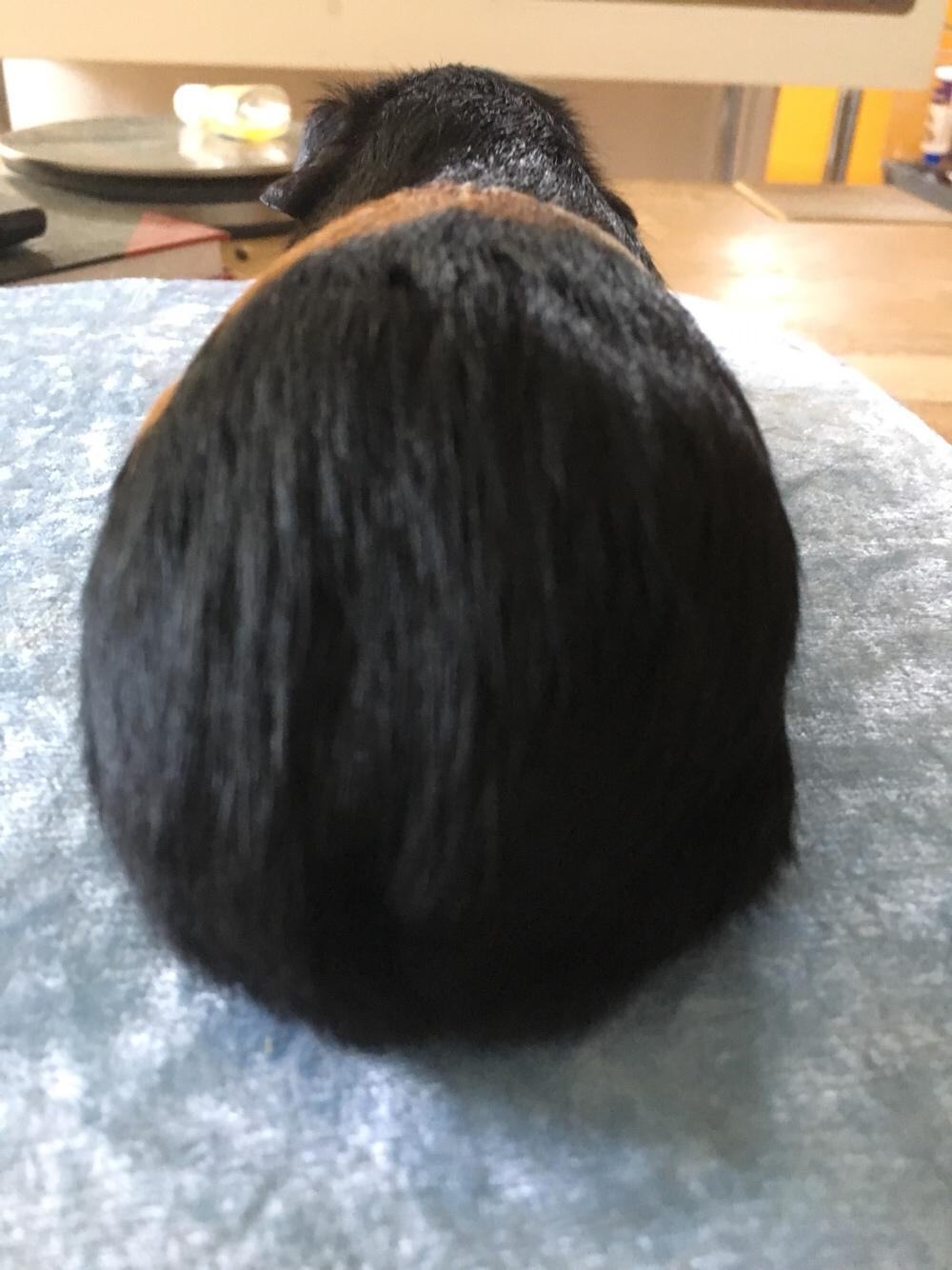 Marsvin Koreskas Ingolf billede 3