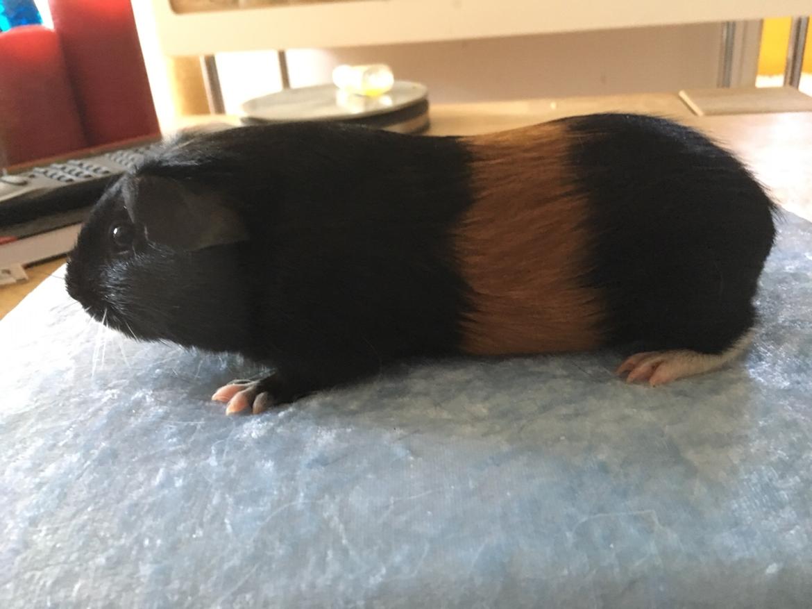 Marsvin Koreskas Ingolf billede 2