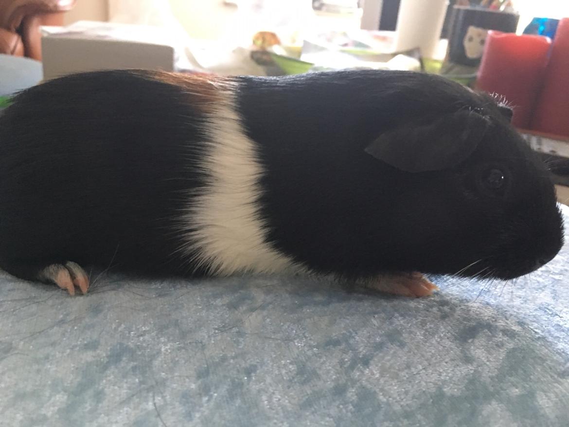 Marsvin Koreskas Ingolf billede 5