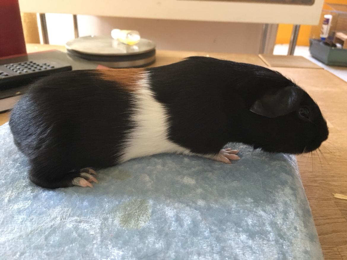 Marsvin Koreskas Ingolf billede 6