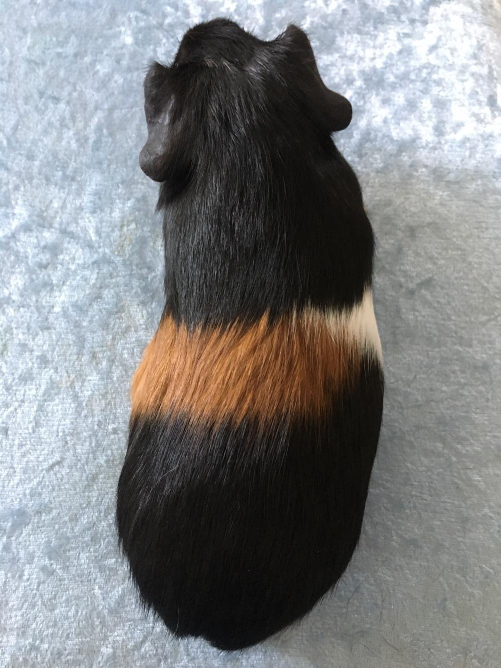 Marsvin Koreskas Ingolf billede 4