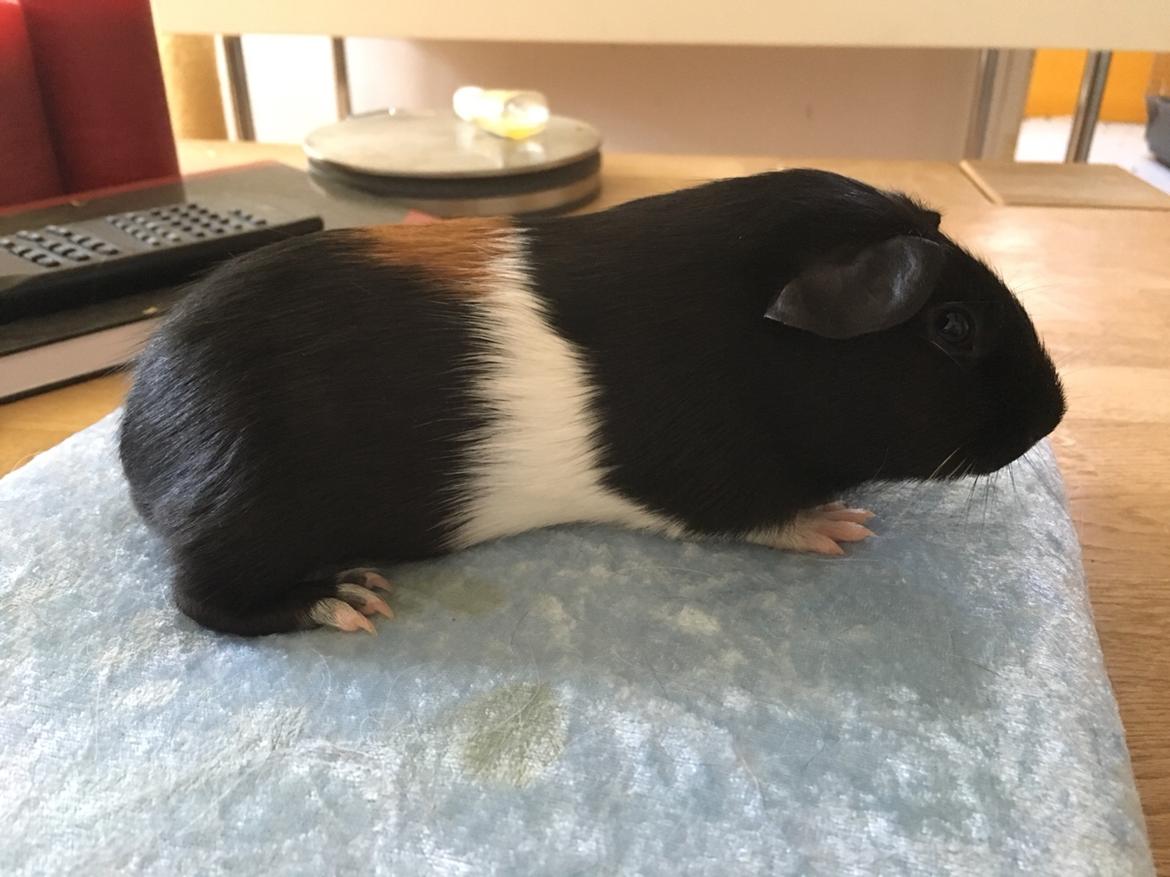 Marsvin Koreskas Ingolf billede 7