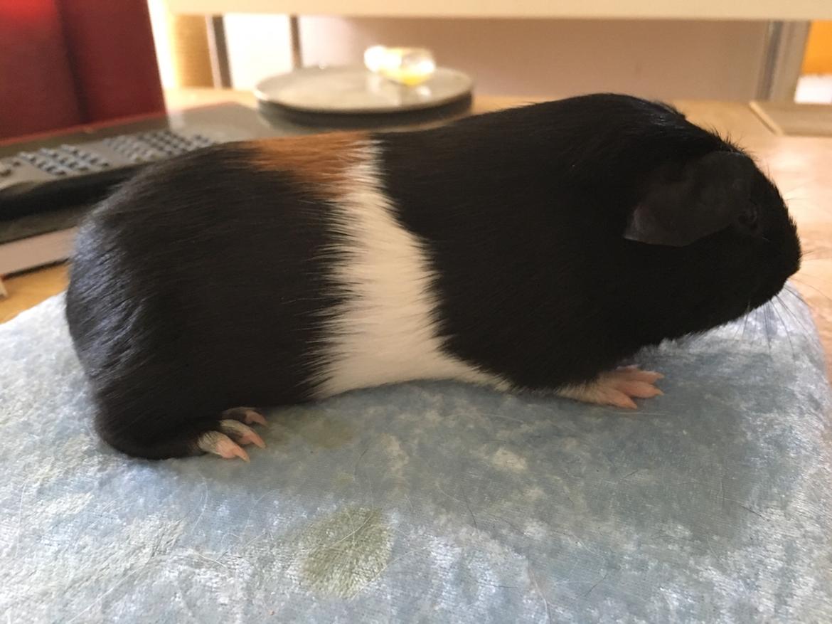 Marsvin Koreskas Ingolf billede 8