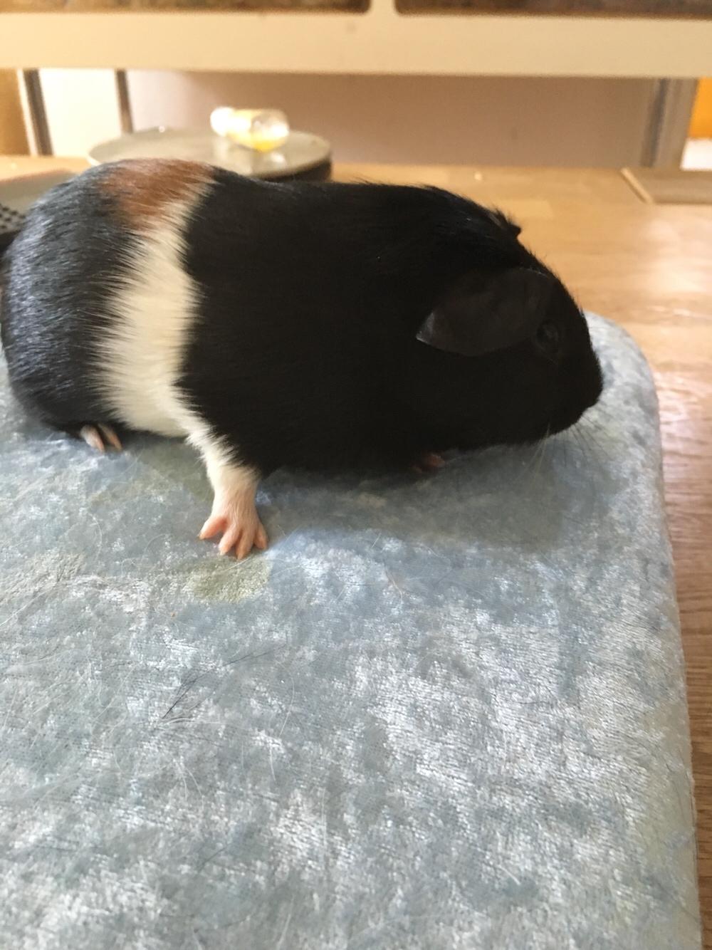 Marsvin Koreskas Ingolf billede 9