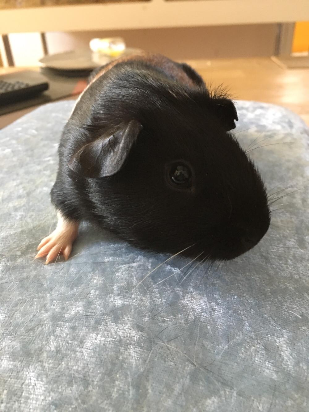 Marsvin Koreskas Ingolf billede 10