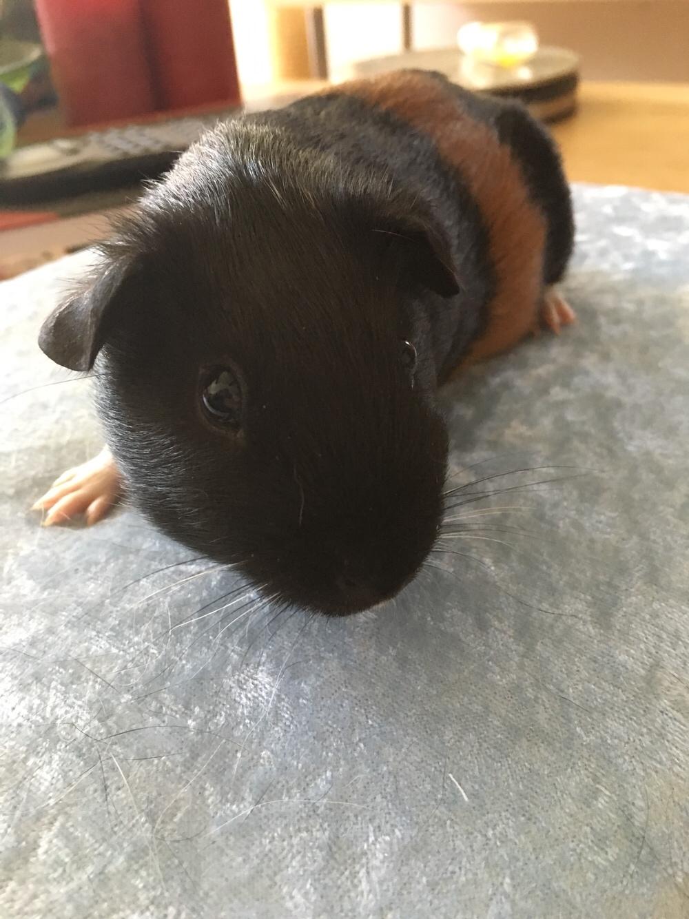 Marsvin Koreskas Ingolf billede 11