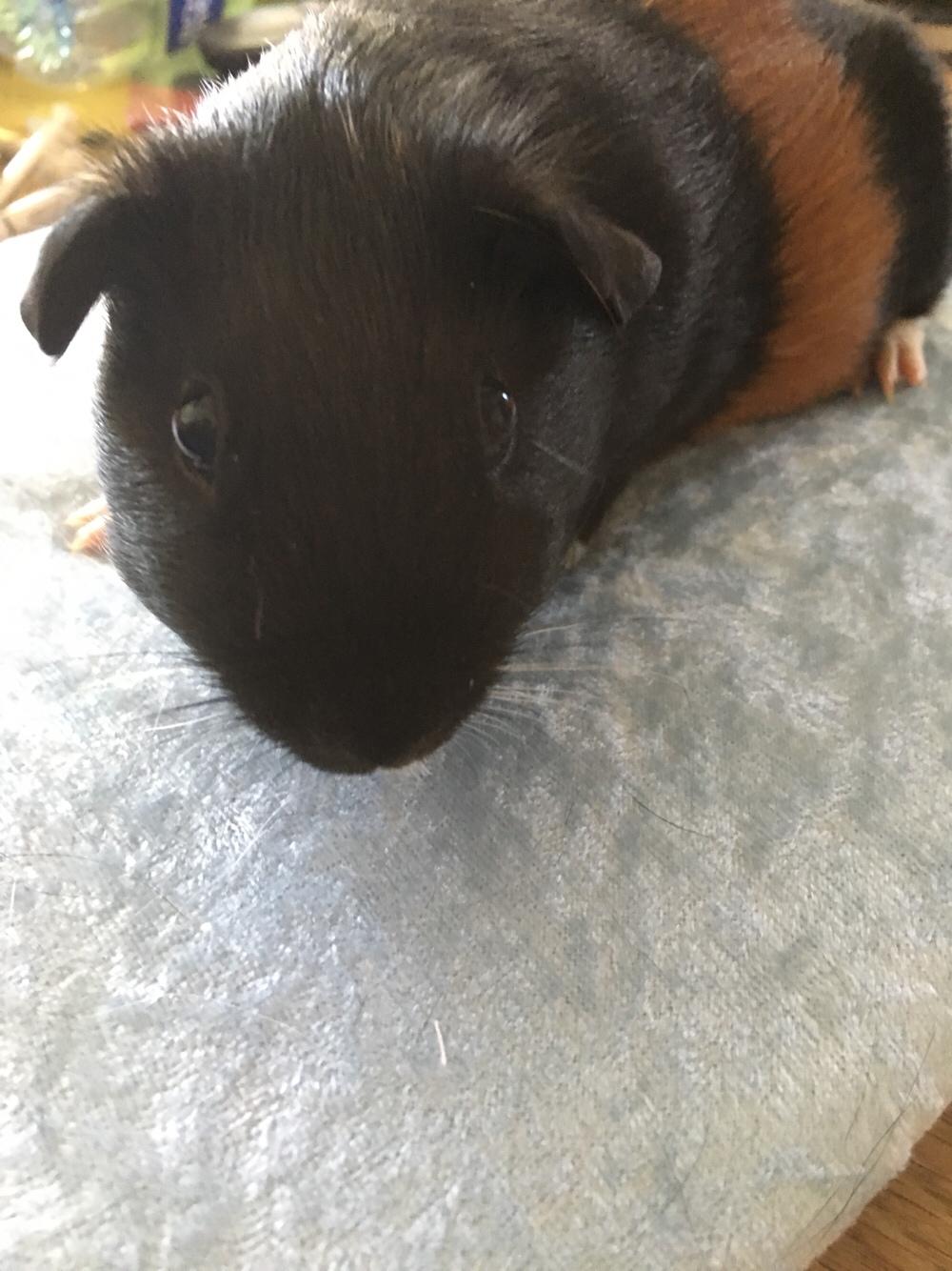 Marsvin Koreskas Ingolf billede 12