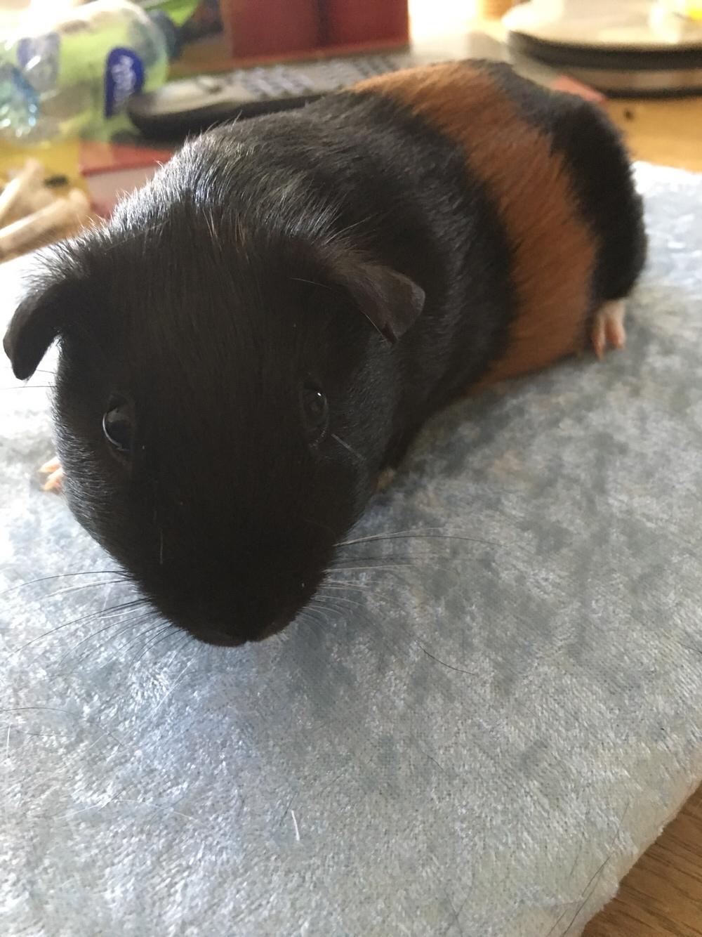 Marsvin Koreskas Ingolf billede 13