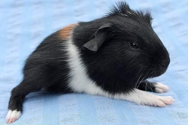 Marsvin Koreskas Ingolf billede 14