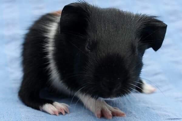 Marsvin Koreskas Ingolf billede 15