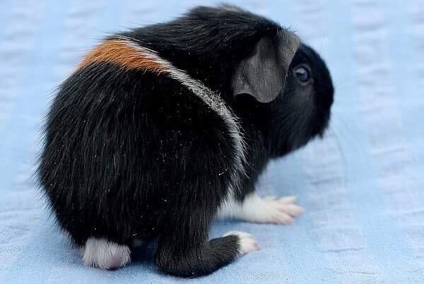 Marsvin Koreskas Ingolf billede 16