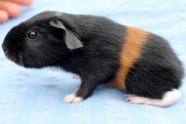 Marsvin Koreskas Ingolf billede 17