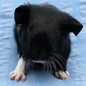 Marsvin Koreskas Ingolf billede 18