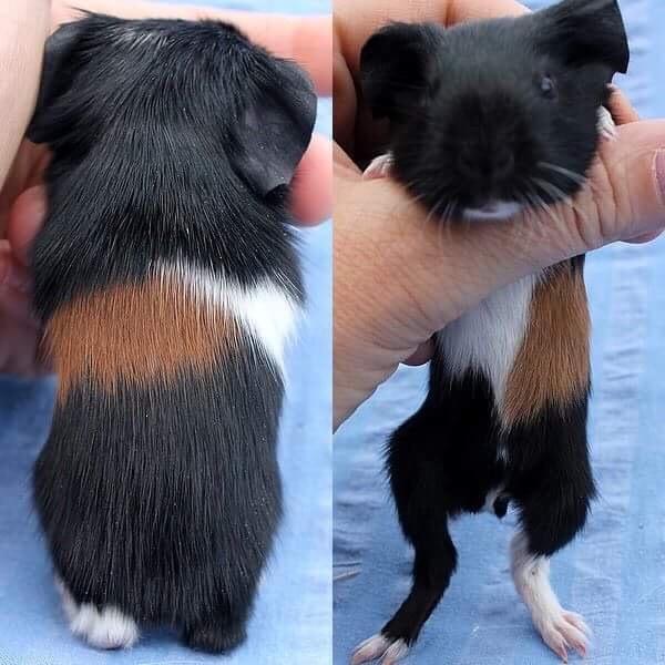 Marsvin Koreskas Ingolf billede 19