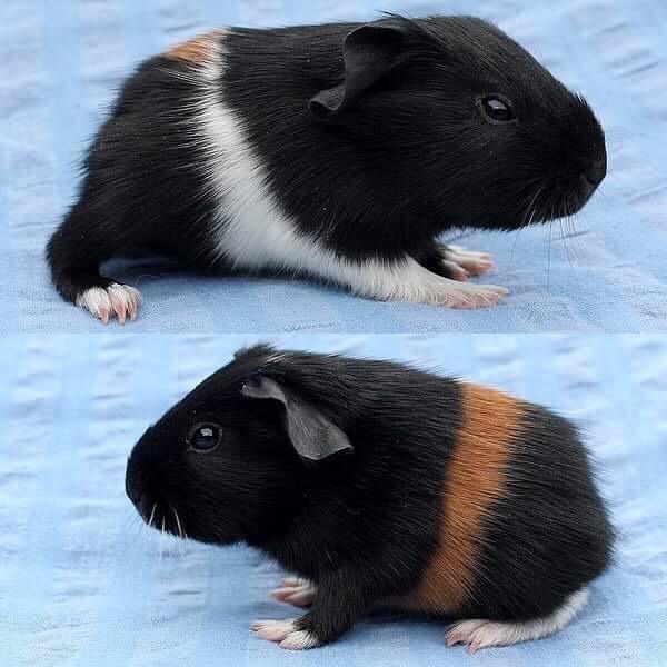 Marsvin Koreskas Ingolf billede 21