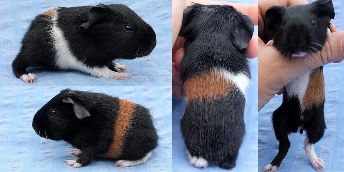 Marsvin Koreskas Ingolf billede 22