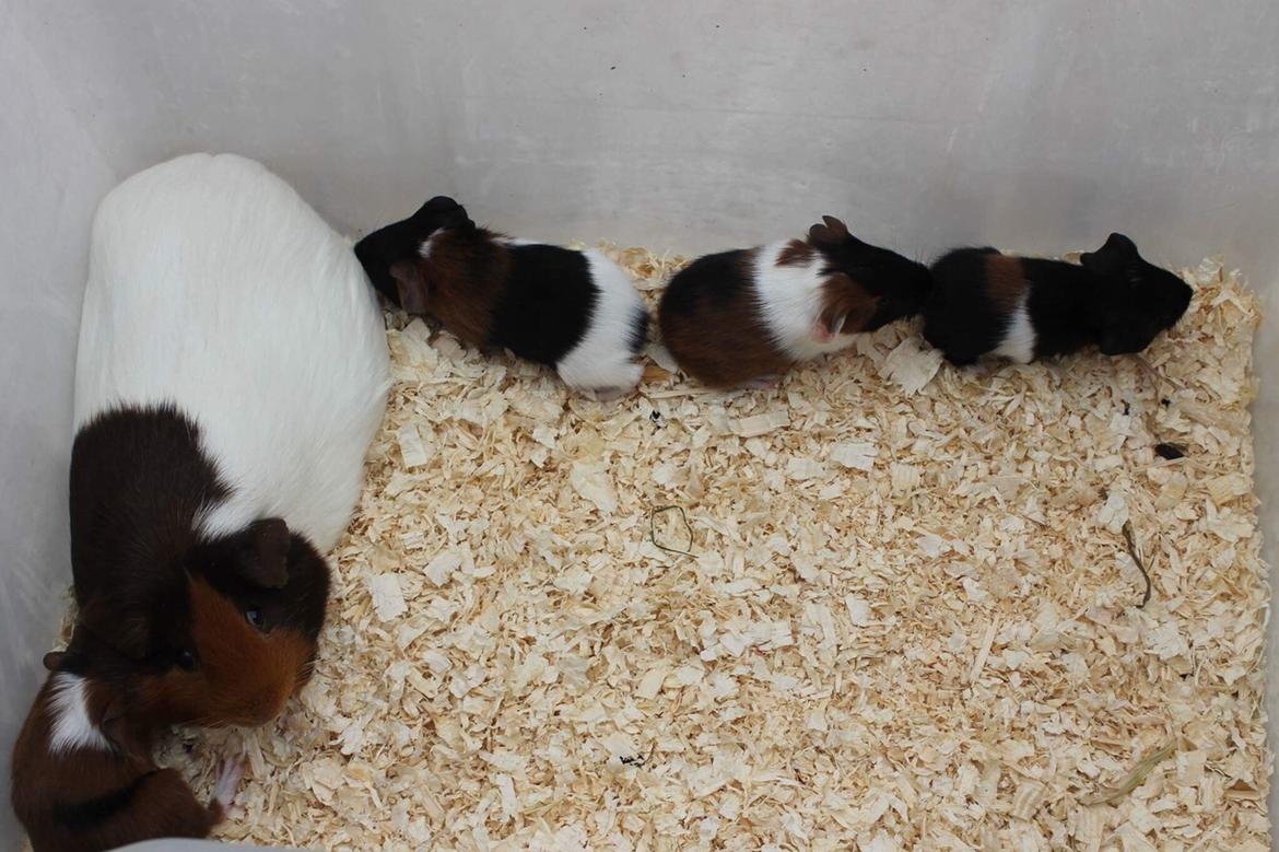 Marsvin Koreskas Ingolf billede 23