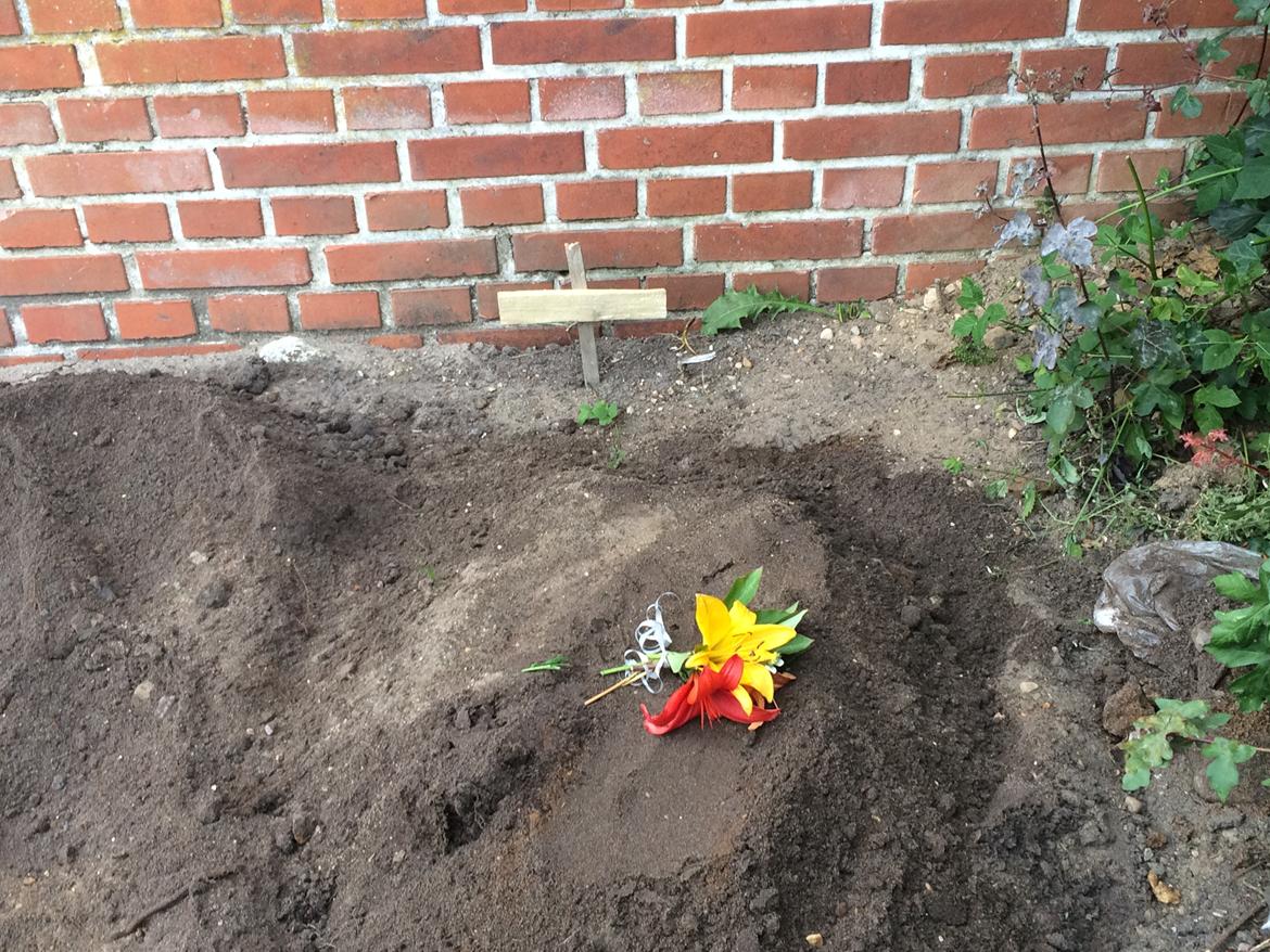 Kanin Benjamin billede 8